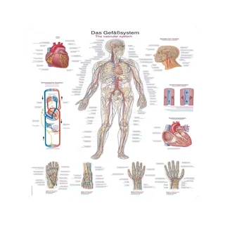 Póster del sistema vascular, 50x70 cm