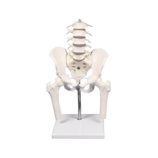 Columna lumbar con pelvis, para demostración de posturas incorrectas