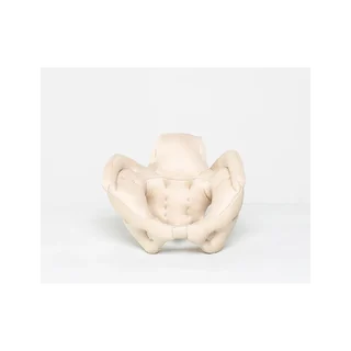 Pelvis femenina hecha de espuma