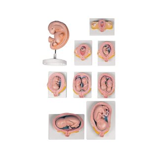 Conjunto de 9 modelos de embarazo