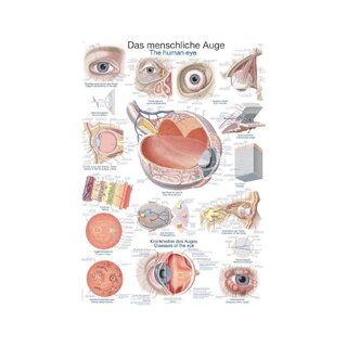 Póster El ojo humano, 50x70cm
