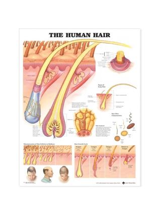 Póster laminado de cabello humano en inglés