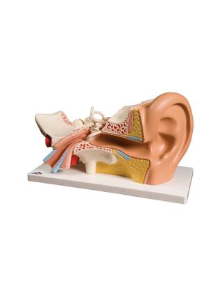 Modelo de oreja, tres veces el tamaño normal, 5 partes