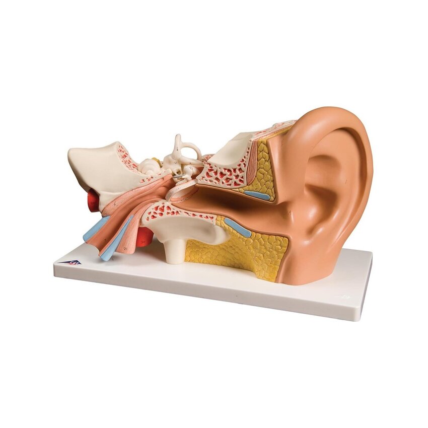 Modelo de oreja, tres veces el tamaño normal, 5 partes