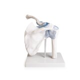 Articulación del hombro con ligamentos con soporte