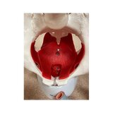 Pelvis femenina con músculos, útero y vejiga
