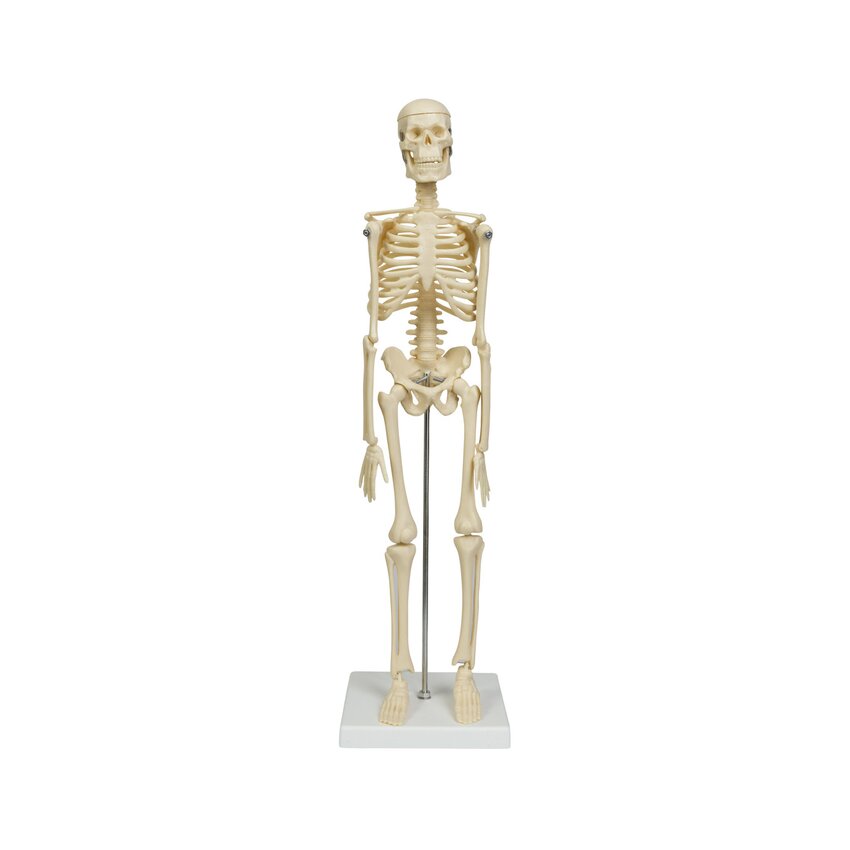 Mini modelo de esqueleto 45 cm