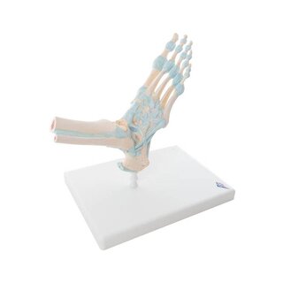 Esqueleto del pie con ligamentos