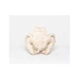 Pelvis femenina hecha de espuma