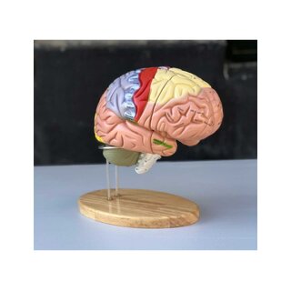 Gran modelo de cerebro educativo con colores, nombres y en 5 partes sobre soporte.