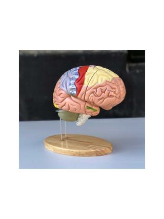 Gran modelo de cerebro educativo con colores, nombres y en 5 partes sobre soporte.