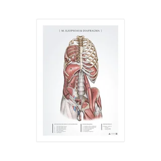 Póster de anatomía: psoas ilíaco y diafragma