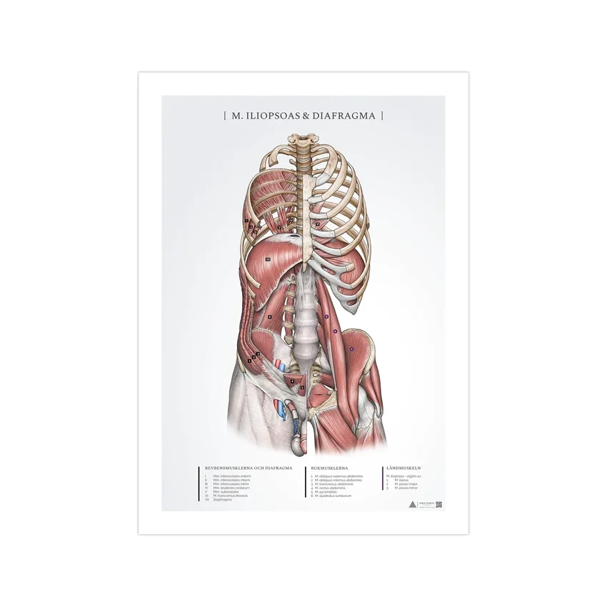 Póster de anatomía: psoas ilíaco y diafragma
