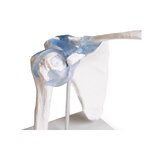 Articulación del hombro con ligamentos con soporte