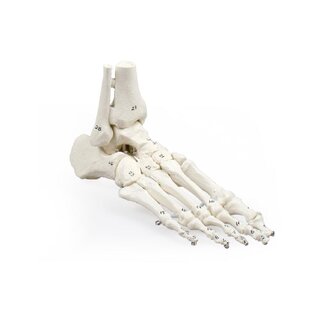 Esqueleto del pie con inserción de tibia y peroné, numerado