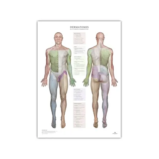 Dermatomas y áreas de inervación cutánea