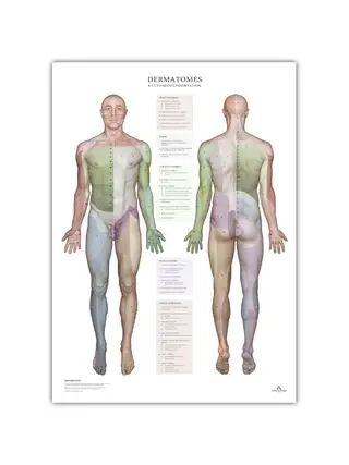 Dermatomas y áreas de inervación cutánea