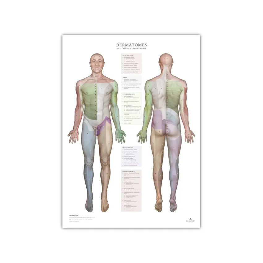 Dermatomas y áreas de inervación cutánea