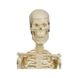Mini modelo de esqueleto 45 cm