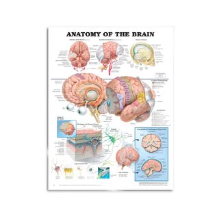 Póster de anatomía del cerebro