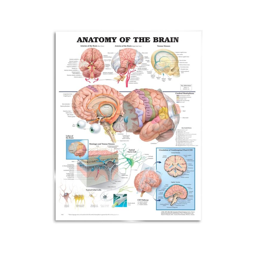 Póster de anatomía del cerebro
