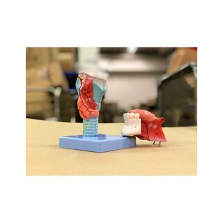 Modelo de garganta con cuello y lengua en 5 partes