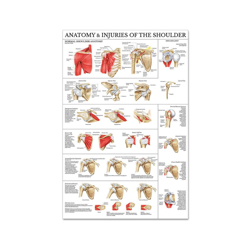 Póster de hombro y codo en película de plástico PET de alto brillo de 51x66 cm