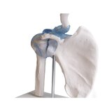Articulación del hombro con ligamentos con soporte