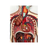 Modelo del sistema cardiovascular