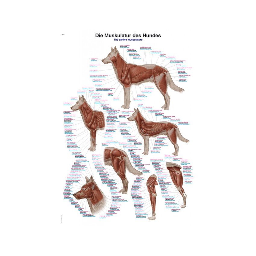 Póster Musculatura del perro 70x100 cm