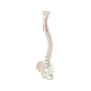 Columna vertebral con pelvis