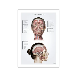 Músculos faciales en la mujer, póster de anatomía 50x70mm
