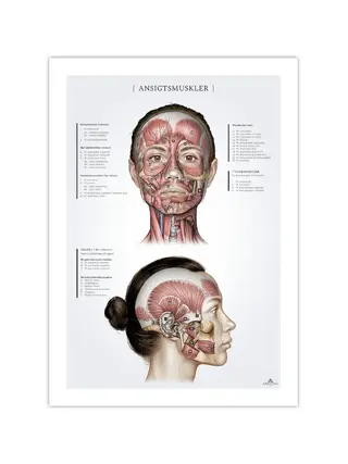 Músculos faciales en la mujer, póster de anatomía 50x70mm