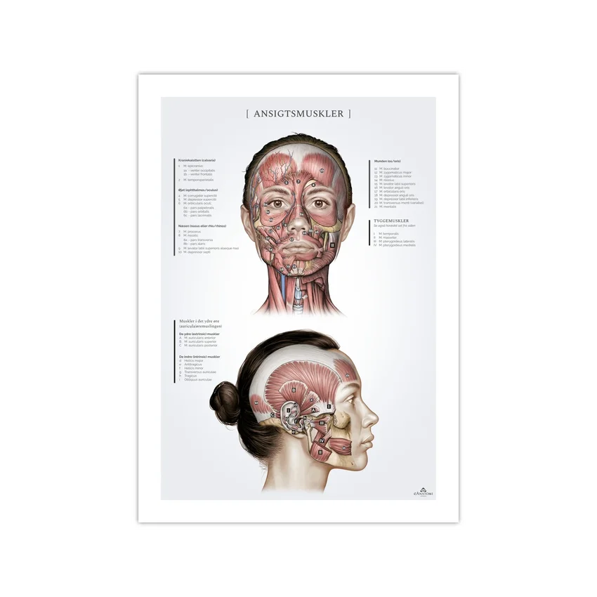 Músculos faciales en la mujer, póster de anatomía 50x70mm
