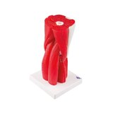 Modelo de rodilla con músculo en 12 partes