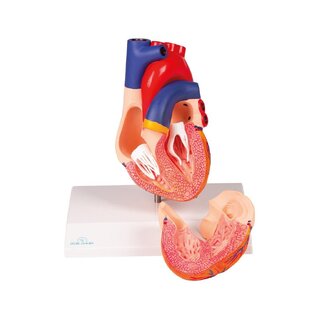 Modelo de corazón, tamaño natural, 2 partes