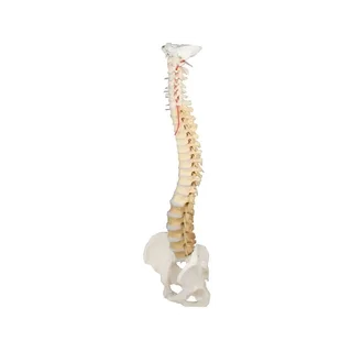 Columna vertebral con pelvis y vértebras coloreadas didácticamente