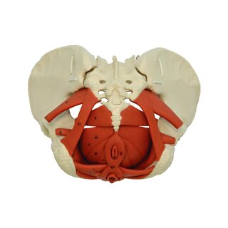 Modelo de pelvis femenina con suelo pélvico