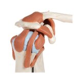 Modelo de hombro flexible con ligamentos y superficies articulares coloreadas.
