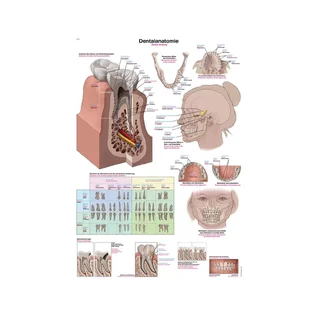 Póster Anatomía Dental 50x70cm