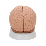 Fundición clásica del cerebro real