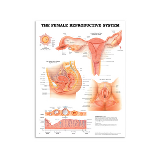 Póster de genitales femeninos
