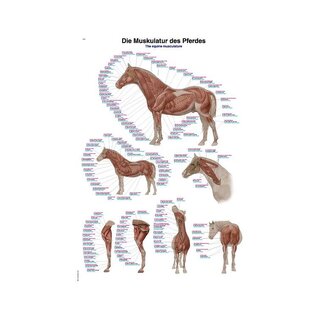 Póster de musculatura del caballo de 70 x 100 cm
