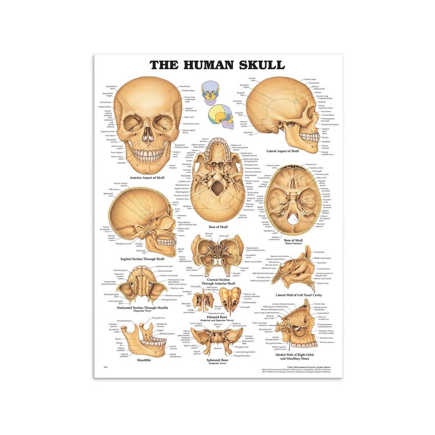 Póster laminado de El cráneo humano