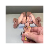 Modelo de cerebro en 8 partes sobre soporte