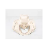 Pelvis femenina hecha de espuma