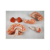 Cerebro de 8 partes con arterias en la cabeza dividida
