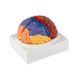 Modelo educativo de cerebro coloreado en dos partes