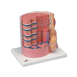 Modelo extremadamente detallado de una fibra muscular.