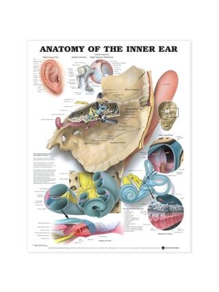 El oído interno (Anatomía del oído interno)